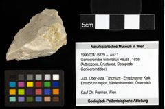 Foto (Objekt + Etiketten) von Goniodromites bidentatus (Reuss, 1858) 
